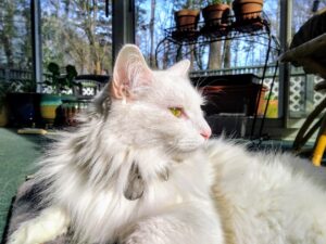 My cat, Sonja