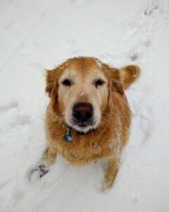 Amber, our dog