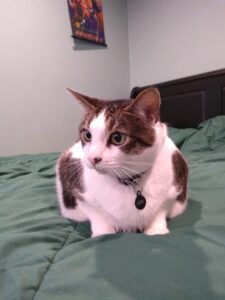 Hunter's cat Chaser