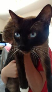 Aurora's cat Thunder